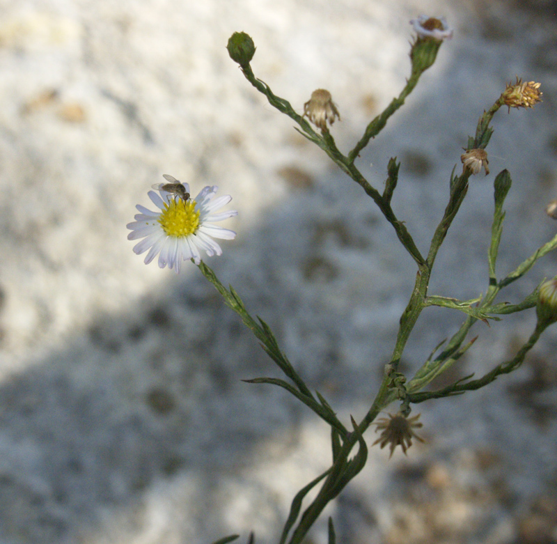 Wild aster Central Texas