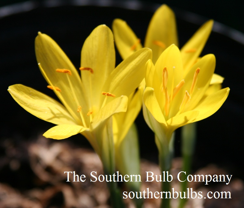 autumn crocus (Sternbergia lutea) autumn crocus (Sternbergia lutea)