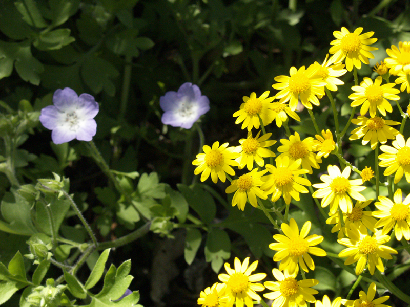 Baby blue eyes with golden groundsel