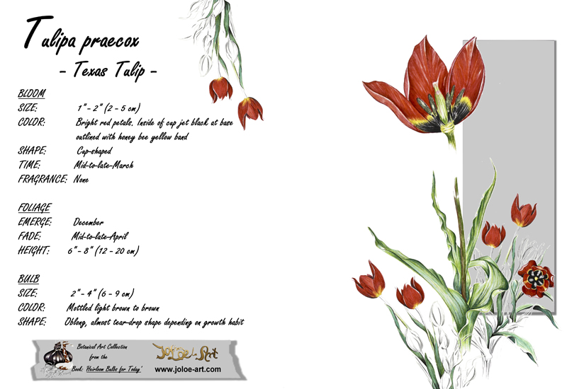 JoLoè Art tulip note card