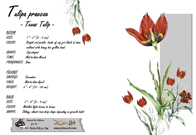 JoLoè Art tulip note card JoLoè Art tulip note card