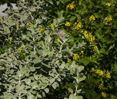 Cenizo, Texas sage against thryallis