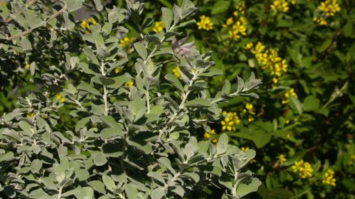 Cenizo, Texas sage against thryallis