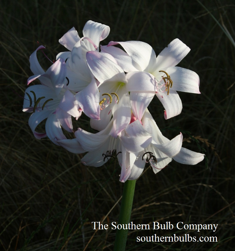 Mrs. James Hendry crinum lily Mrs. James Hendry crinum lily