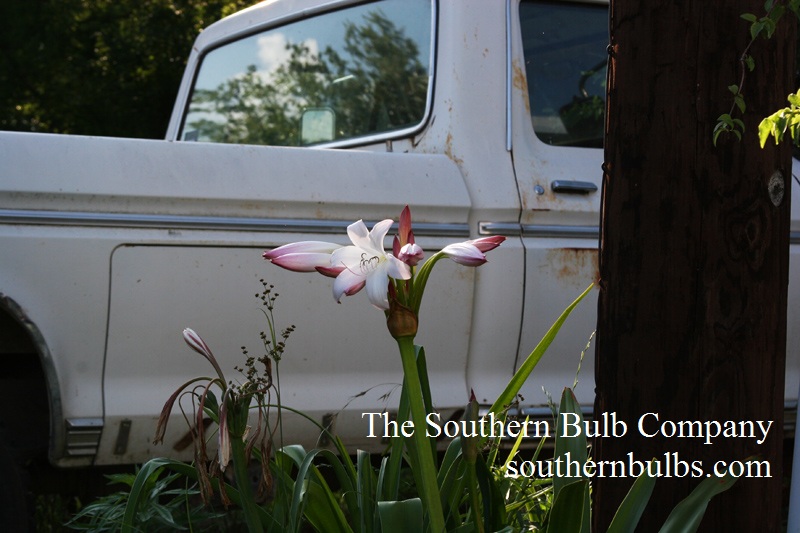 Crinum lily Southern Bulb Company Crinum lily Southern Bulb Company