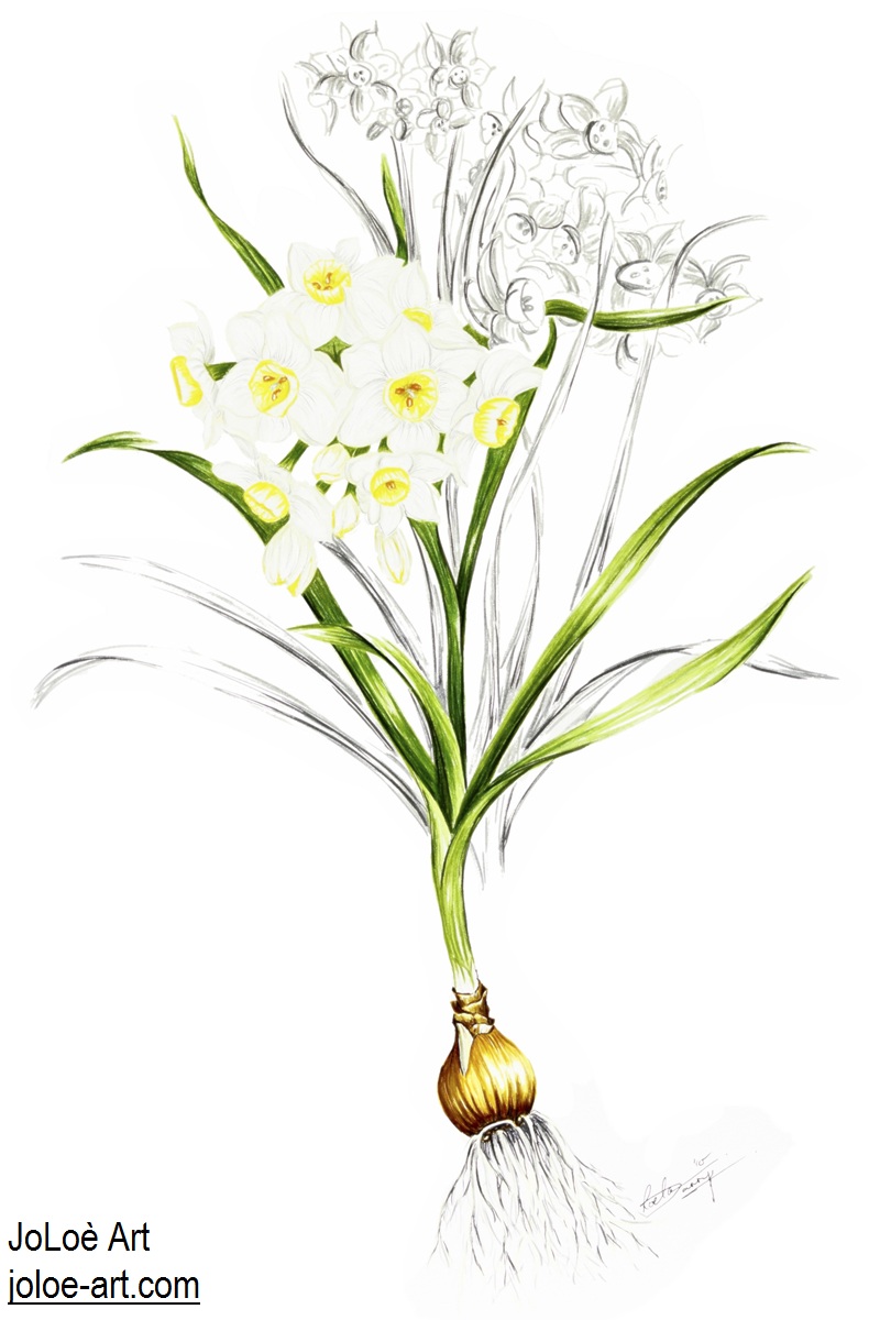 JoLoè Art Narcissu Grand Primo illustration JoLoè Art Narcissu Grand Primo illustration
