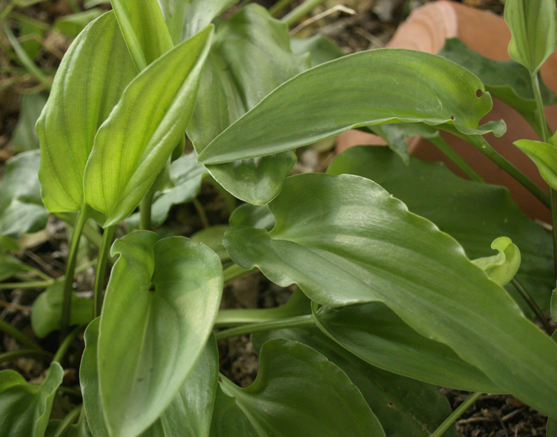 African hosta, Drimiopsis maculata