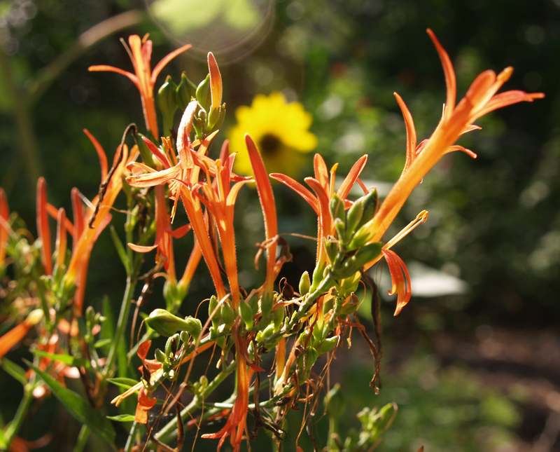 Flame acanthus drought plant Central Texas Gardener Flame acanthus drought plant Central Texas Gardener