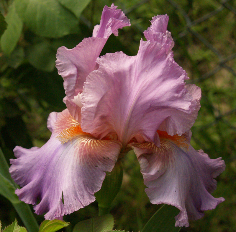 Bearded iris 'Raspberry Frills'