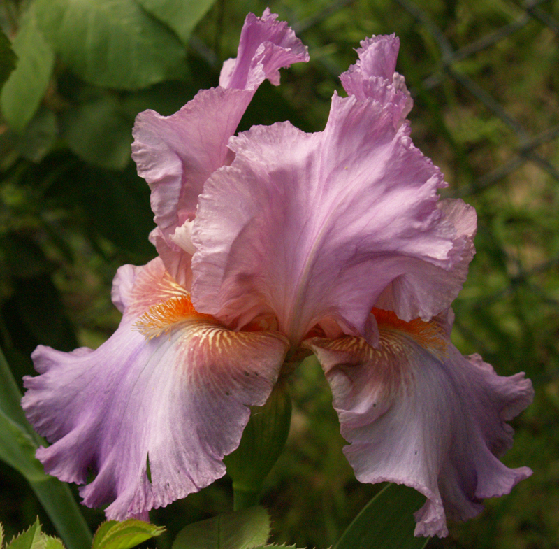Bearded iris 'Raspberry Frills' Bearded iris 'Raspberry Frills'