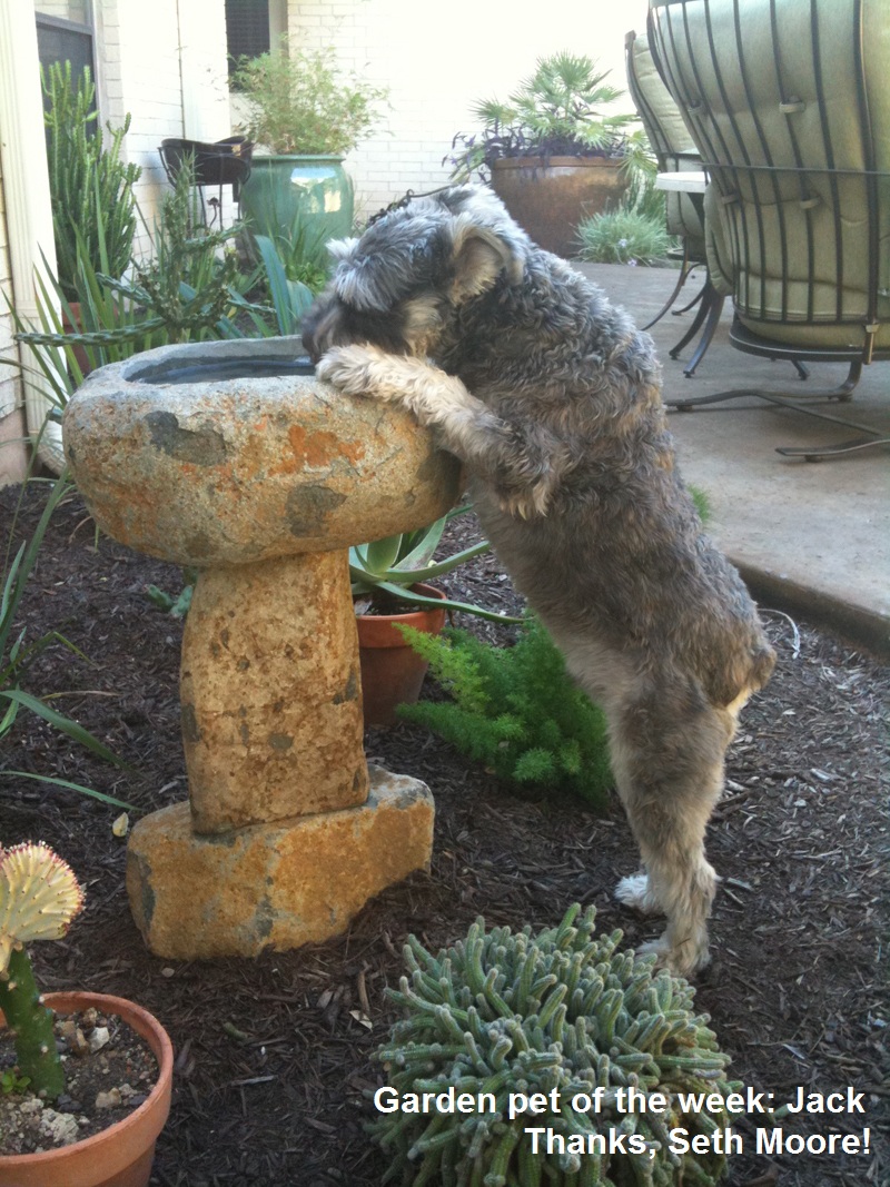 Central Texas Gardener Pet of the Week Jack