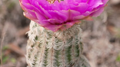 Lace cactus