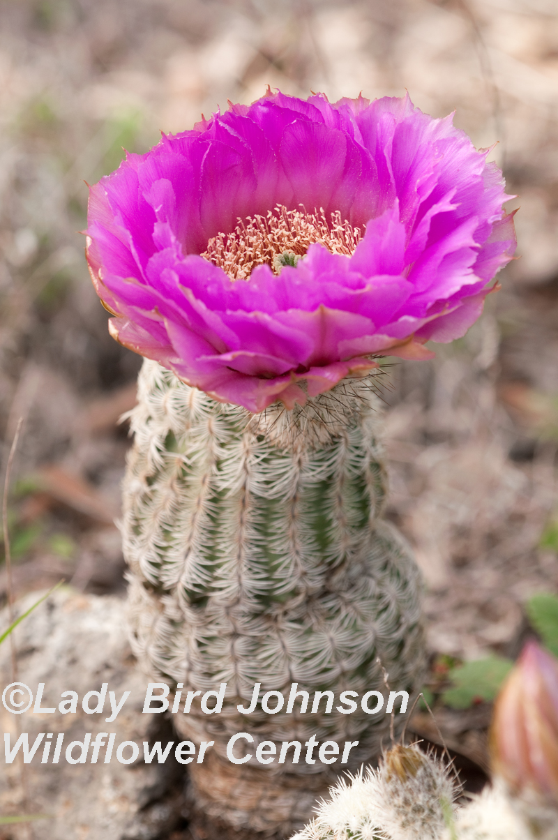 Lace cactus Lady Bird Johnson Wildflower Center