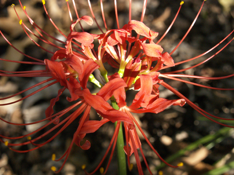 lycoris radiata in Texas drought 