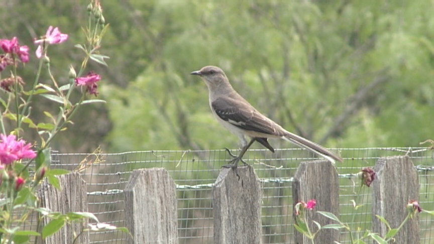 Mockinbird Central Texas Gardener native plant design 