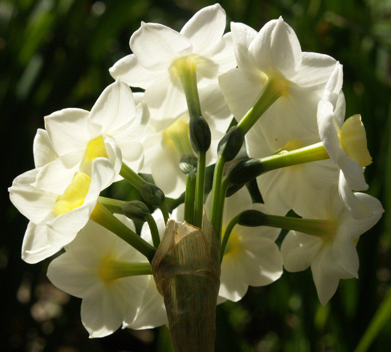 Narcissus Grand Primo 
