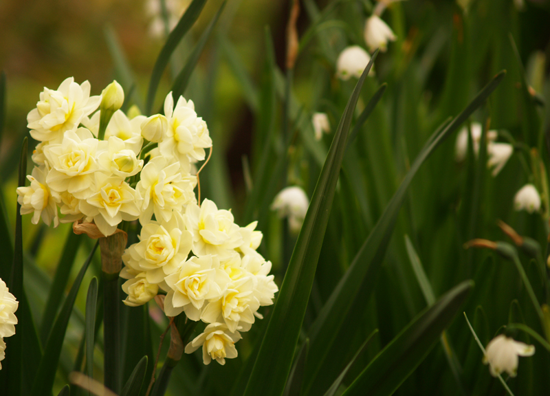 Narcissus Erlicheer with leucojum