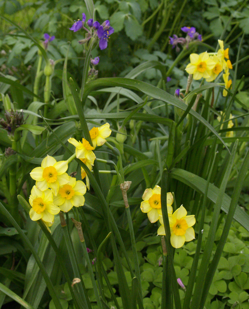 Narcissus Falconet with spiderwort Narcissus Falconet with spiderwort