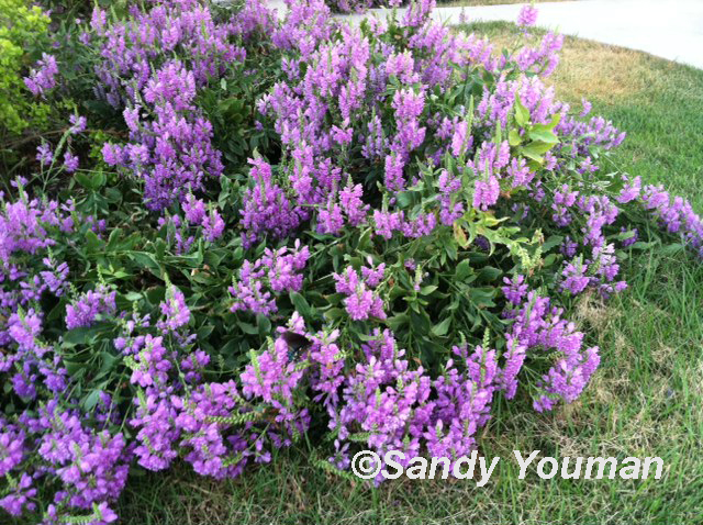 Fall obedient plant (Physostegia virginiana)