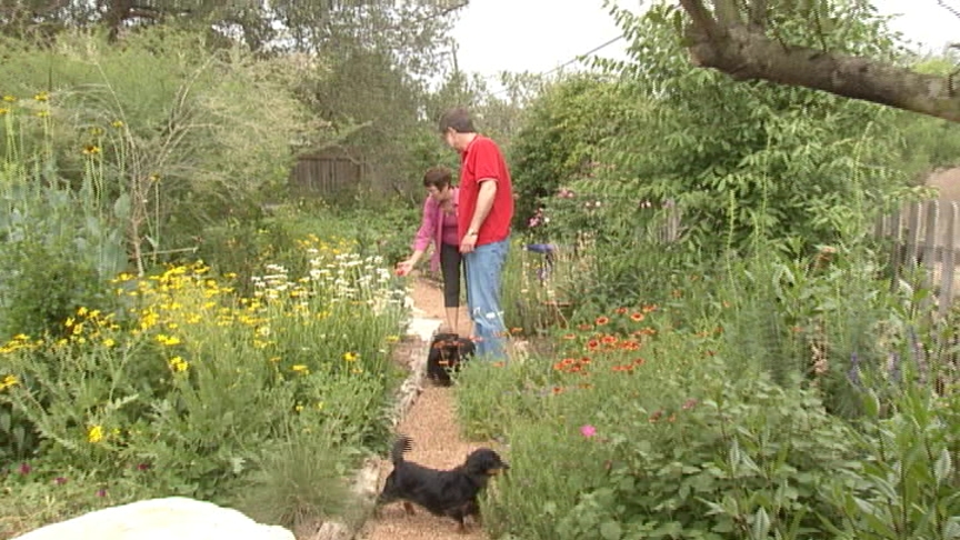 native plant garden central texas gardener 