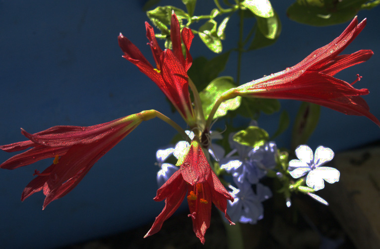 Oxblood lily in drought 