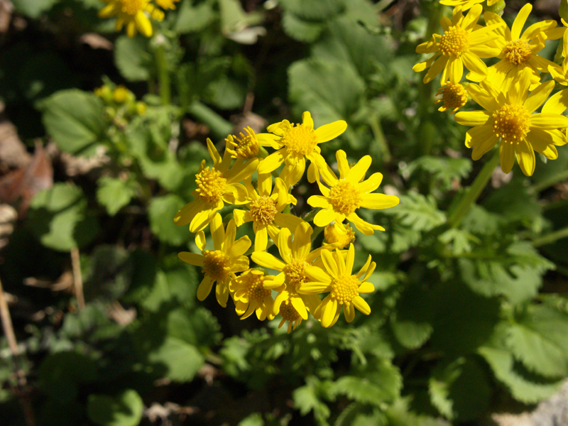 Golden groundsel (Packera obovata) 