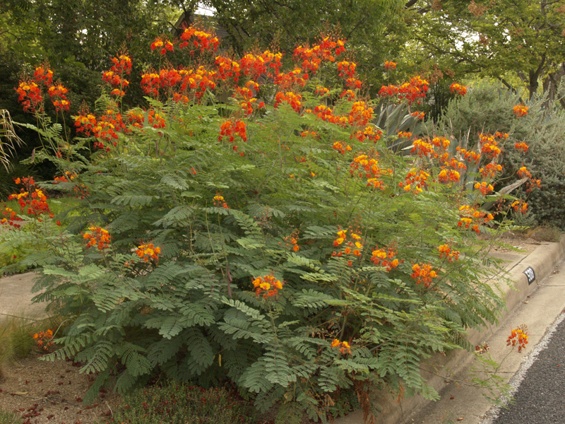 pride of barbados (Caesalpinia pulcherrima) in drought 