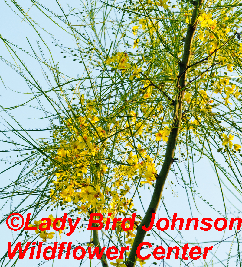 Retama (Parkinsonia aculeata) Lady Bird Johnson Wildflower Center