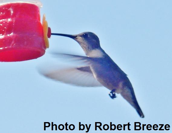 Hummingbird bird, photo by Robert Breeze