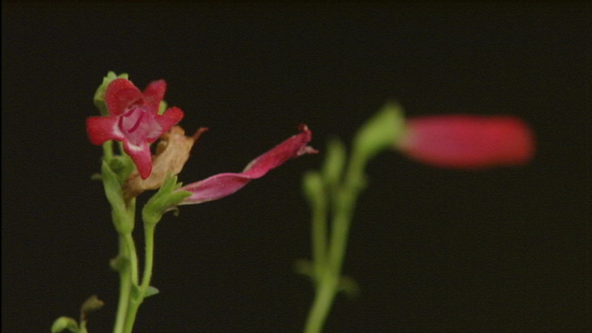 rock penstemon