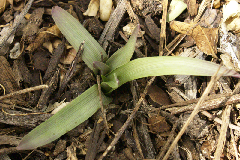 Spiderwort leaves emerging in fall 