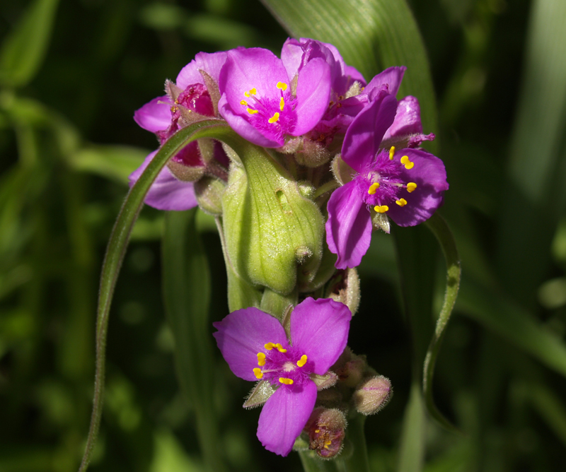 Pink spiderwort tradescantia gigantea