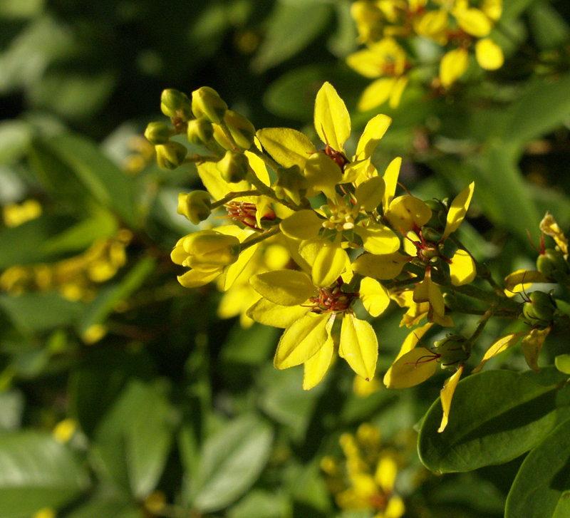 Thryallis (Galphimia gracilis) flower in drough