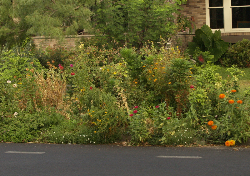 Zinnias is drought against busy street Austin Texas