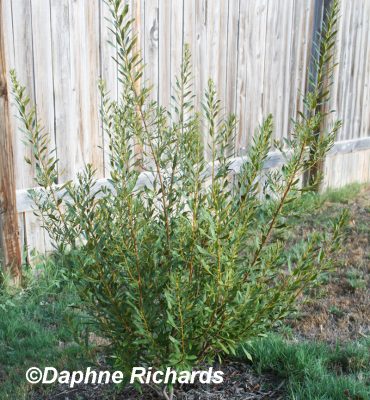 Southern wax myrtle Daphne Richards Central Texas Gardener