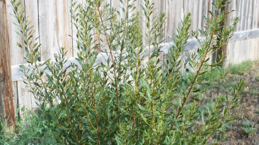 Southern wax myrtle Daphne Richards Central Texas Gardener