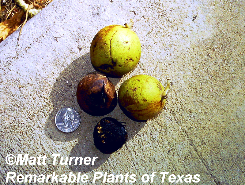 Black walnut Juglans nigra fruit 