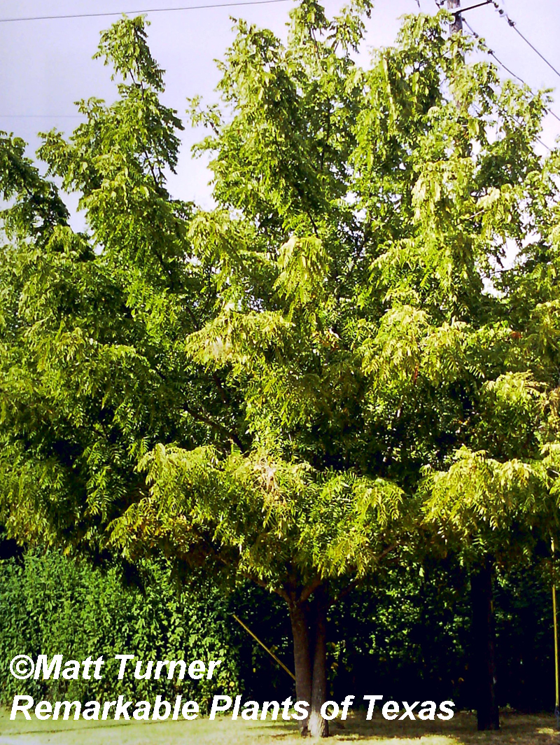 Black walnut tree photo by Matt Turner