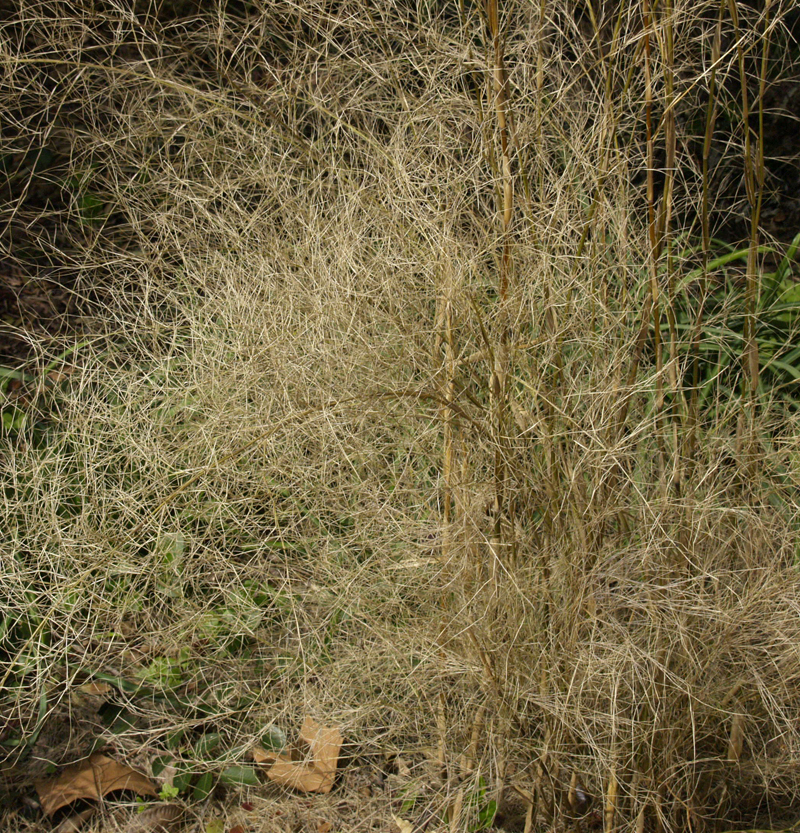 Bamboo muhly frost damage Central Texas Gardener 