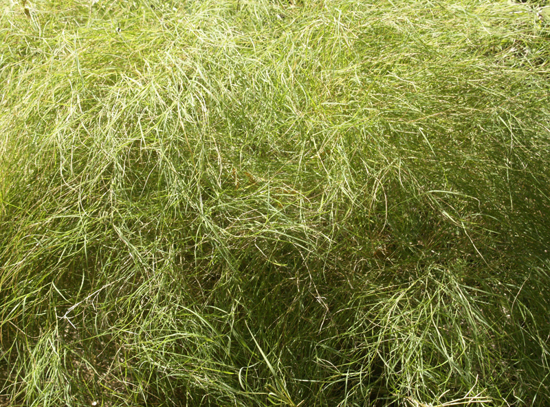 Bamboo muhly Central Texas Gardener 