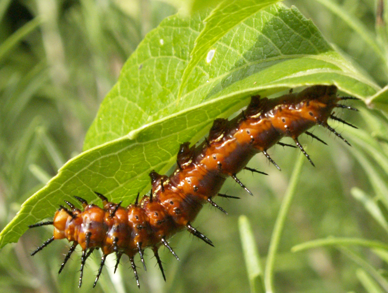 Gulf Fritillary caterpillar on passionvine Central Texas Gardener 