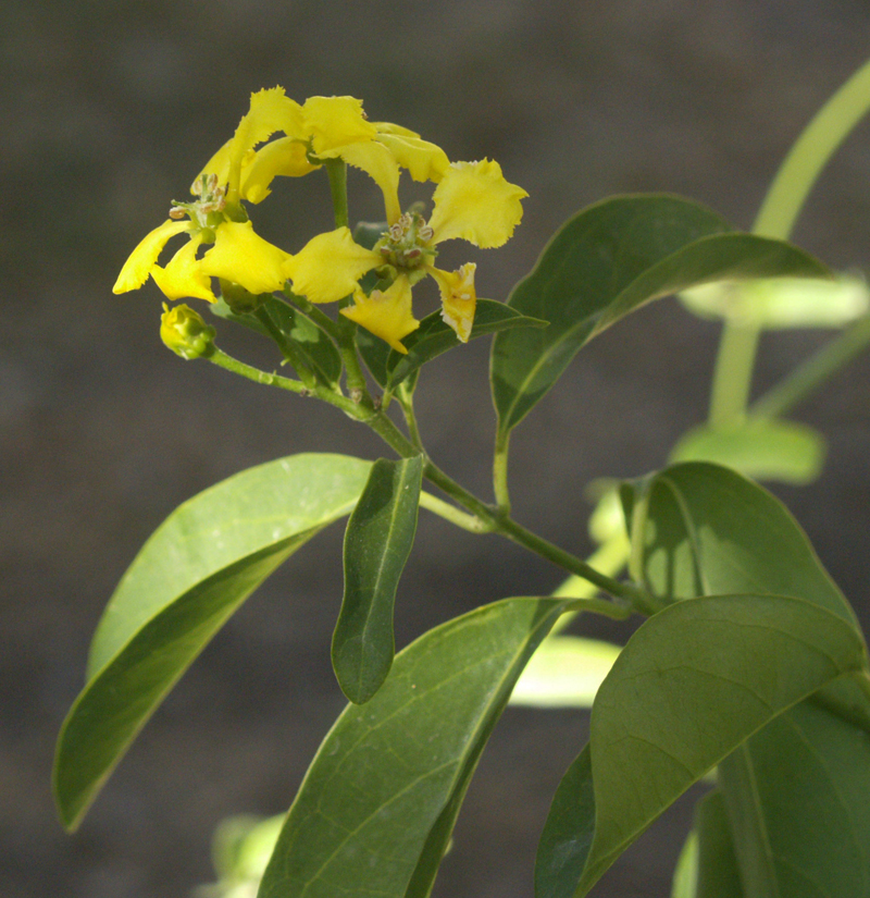 butterfly vine flower