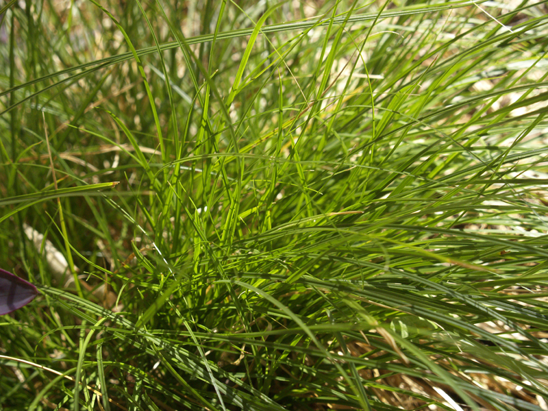 Sedge, Carex retroflexa Central Texas Gardener 