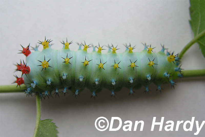 Cecropia moth caterpillar by Dan Hardy 