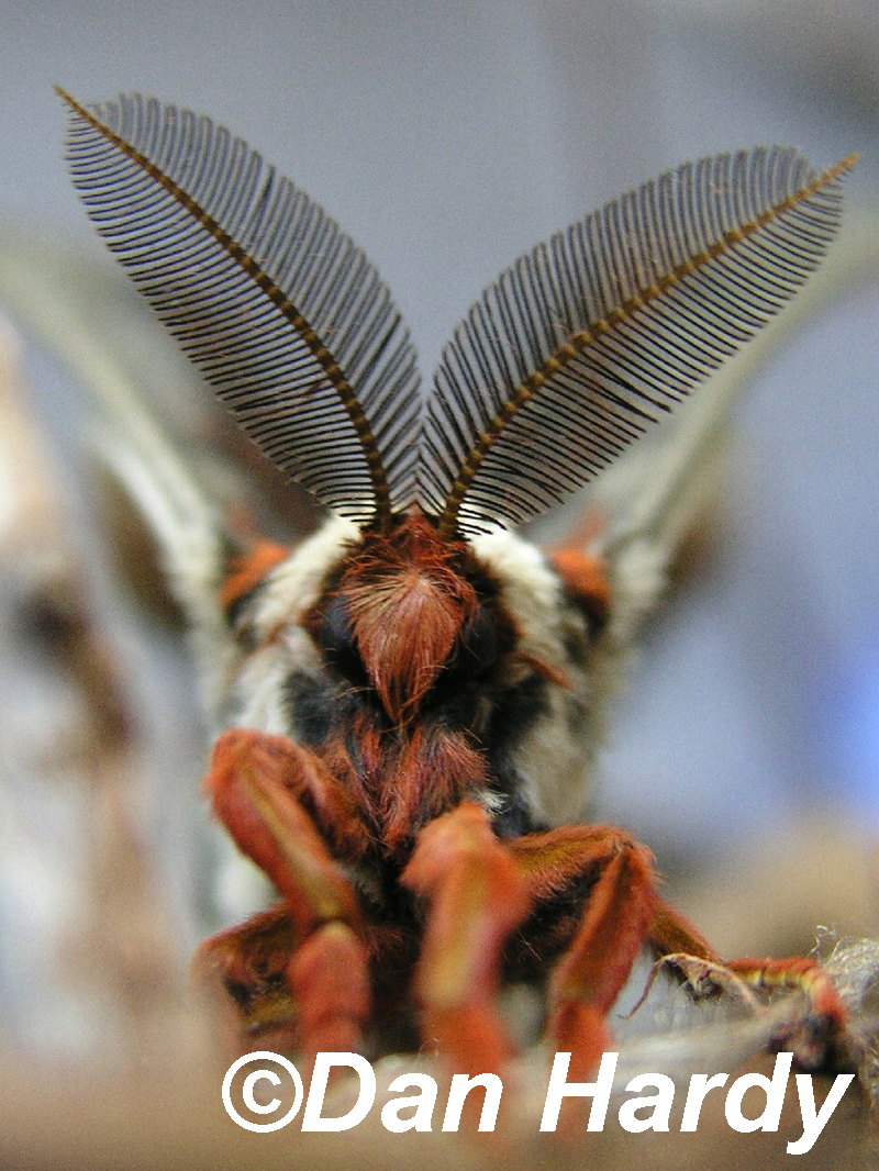 Cecropia moth by Dan Hardy