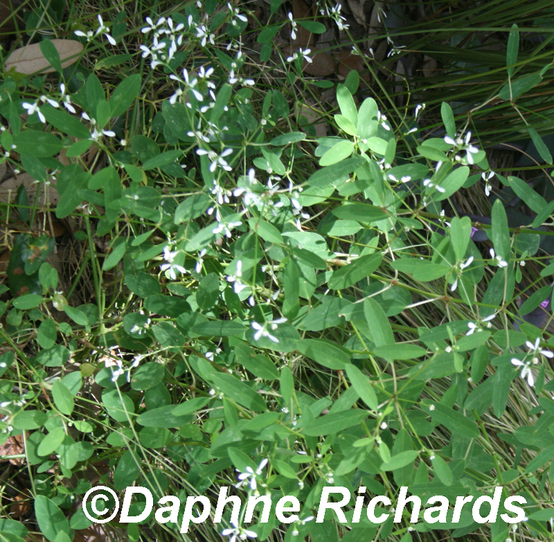 Euphorbia 'Diamond Frost' Daphne Richards 