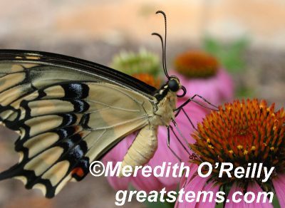 Giant swallowtail butterfly on coneflower by Great Stems