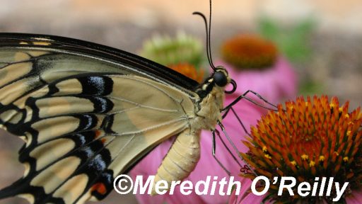 Giant swallowtail butterfly on coneflower by Great Stems