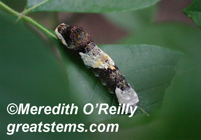 Giant swallowtail caterpillar by Great Stems