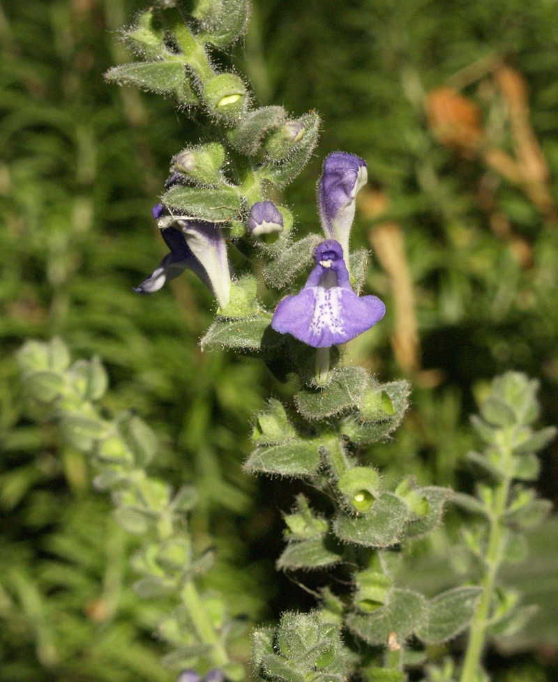 Heatleaf skullcap flower Central Texas Gardener 